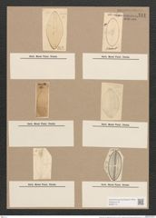 Navicula lyra var. elliptica Möll. (de-Toni-Nr.: Genus 1, Species 327) Zeichnungen Sammlung Grunow Nr. 741 (NHMW-BOT-W0367131)
